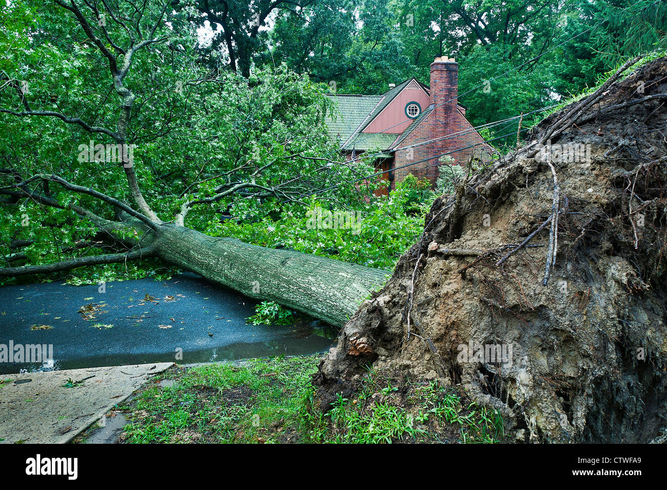Uragano danni ad albero, uragano Irene 2011, Moorestown, New Jersey Foto Stock