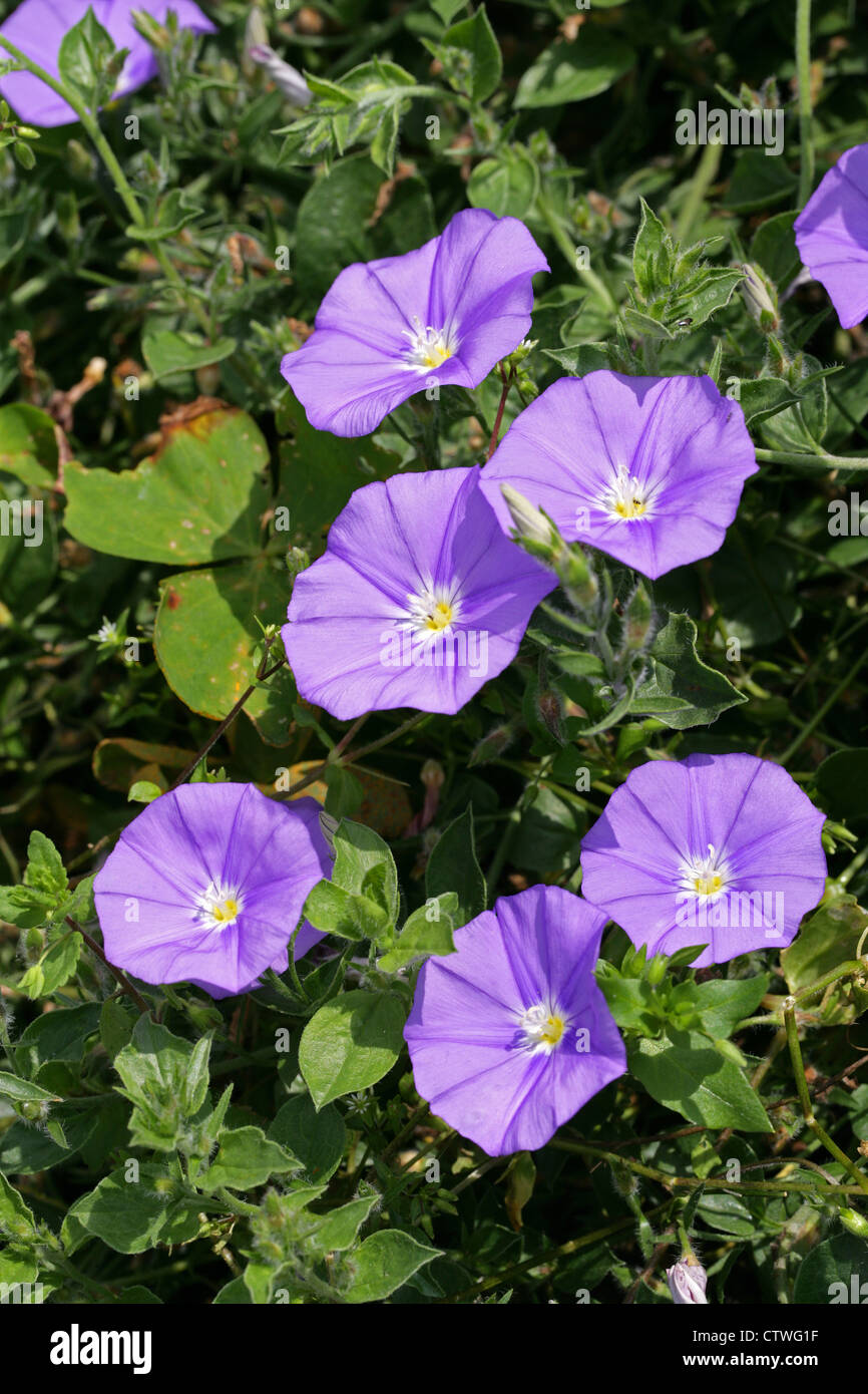 Roccia blu centinodia, Convolvulus sabatius, Convolvulaceae. L'Italia, in Sicilia e in Nord Africa. Noto anche come C. mauritanicus. Foto Stock