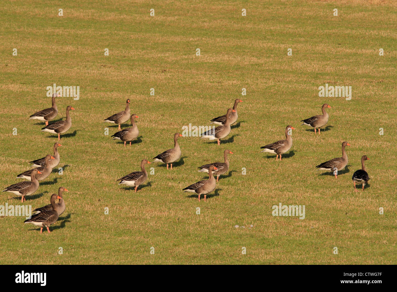 Graylag oche in campo, Orkney Isles Foto Stock