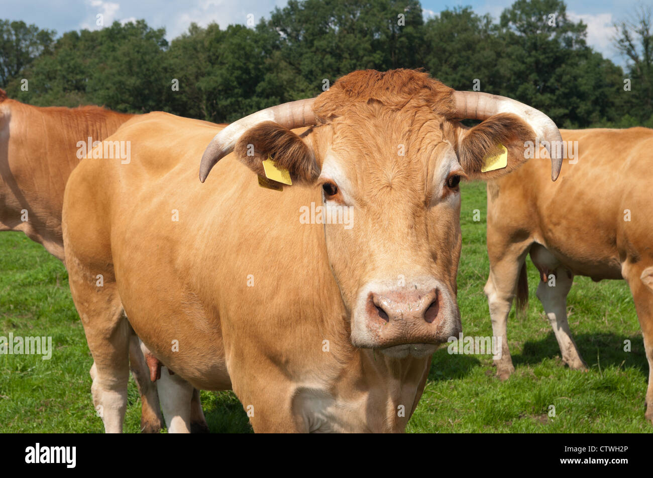 Limousine marrone mucca in un prato olandese Foto Stock