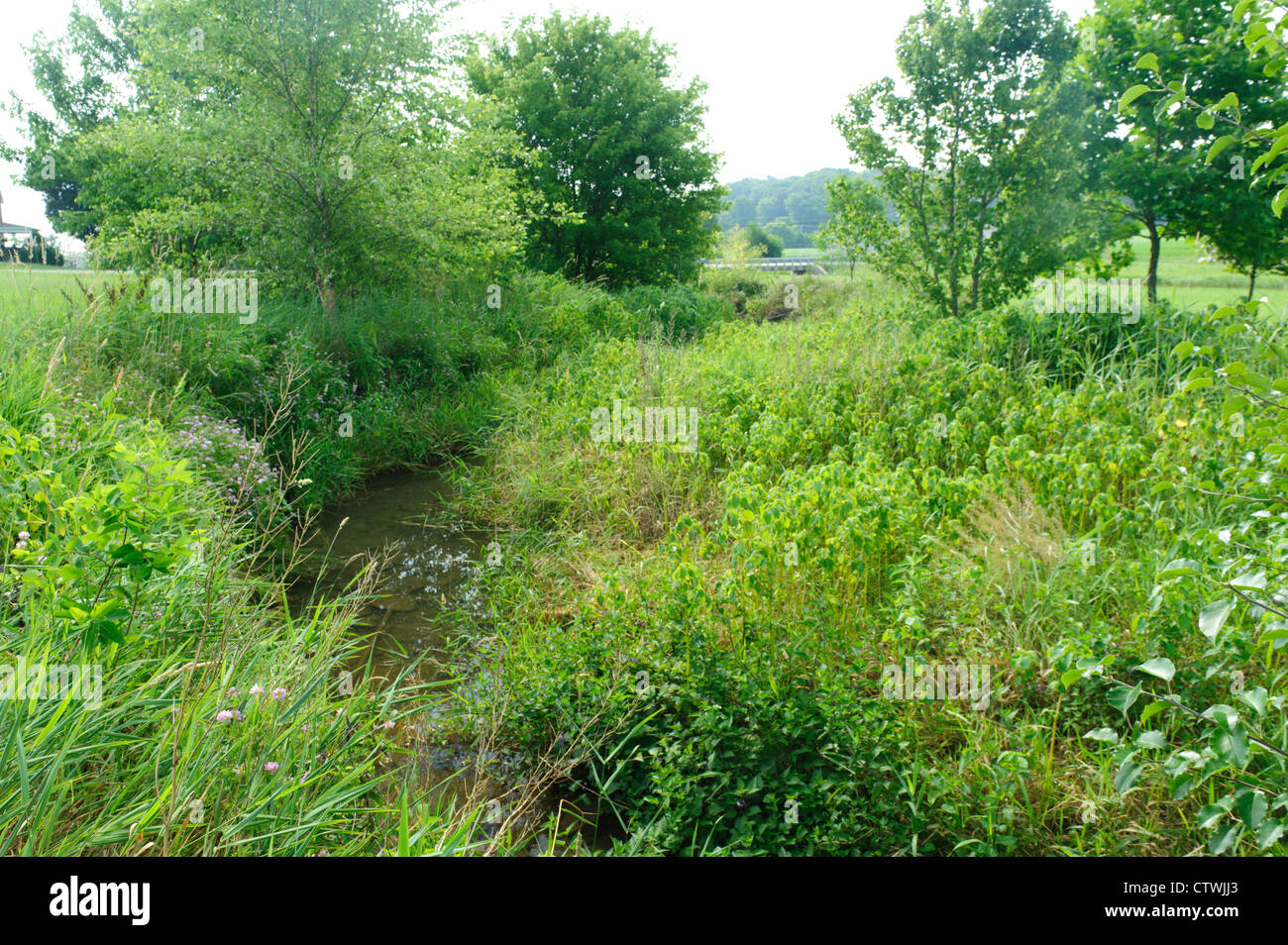 Tampone ripariali la crescita e lo streaming di recinzioni laterali lungo le rive di SWARR eseguire Lancaster, Pennsylvania Foto Stock