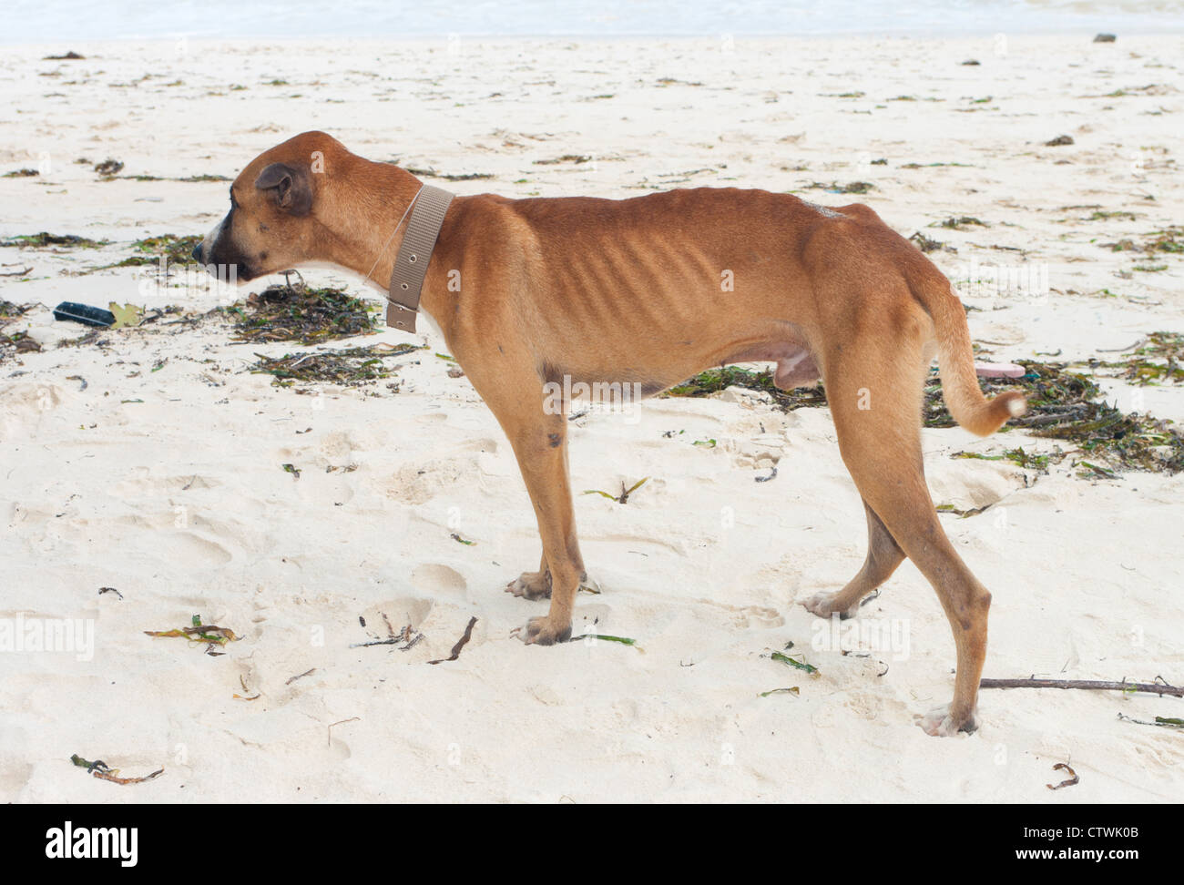Skinny cane randagio su una spiaggia di Bohol Foto Stock