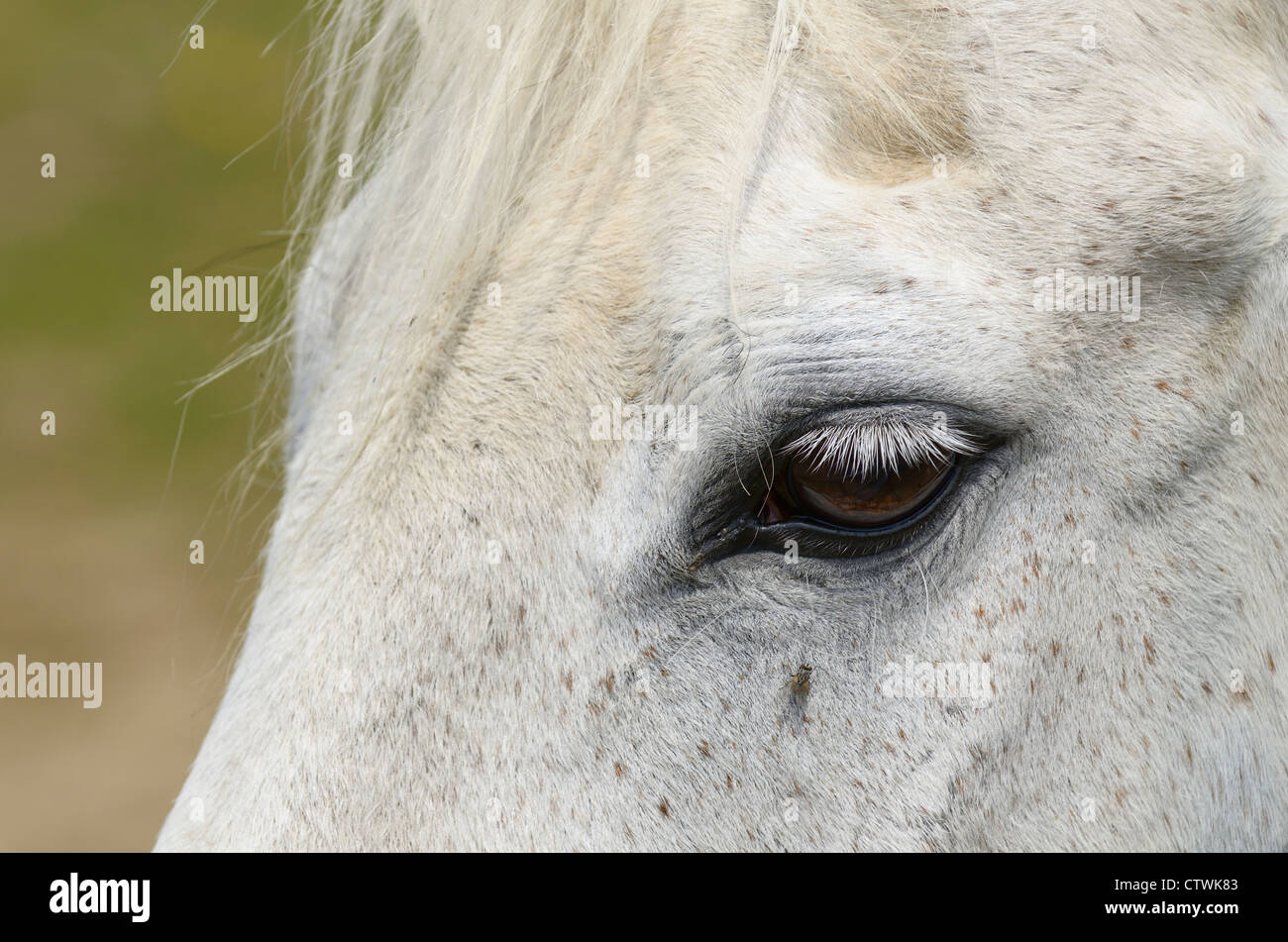 Occhio di un morso delle pulci grigio cavallo purosangue con mosca vicino a occhio Foto Stock