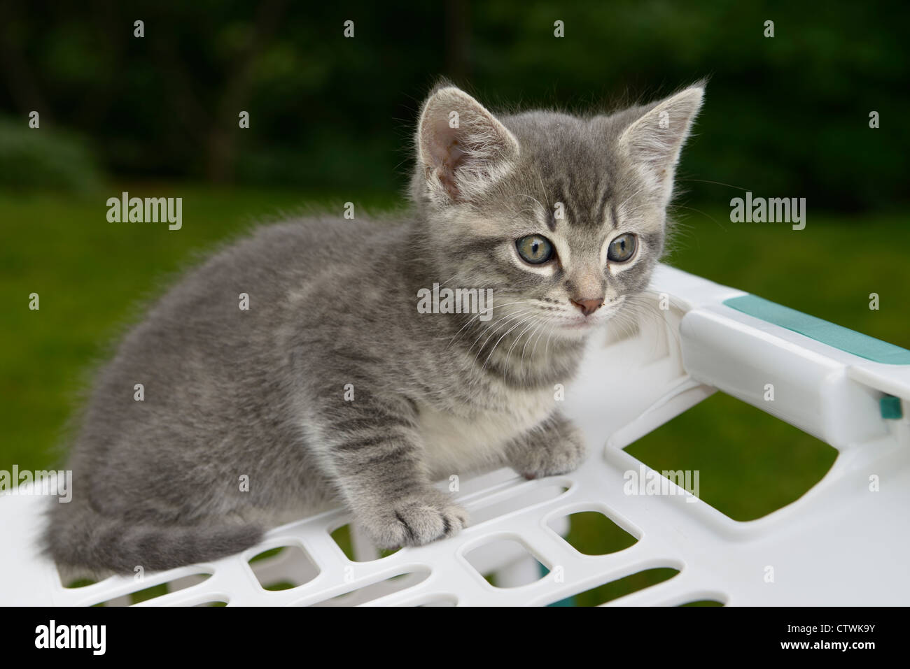Cauto grigio maschio tabby kitten su un cesto per la biancheria all aperto con il M forhead Foto Stock