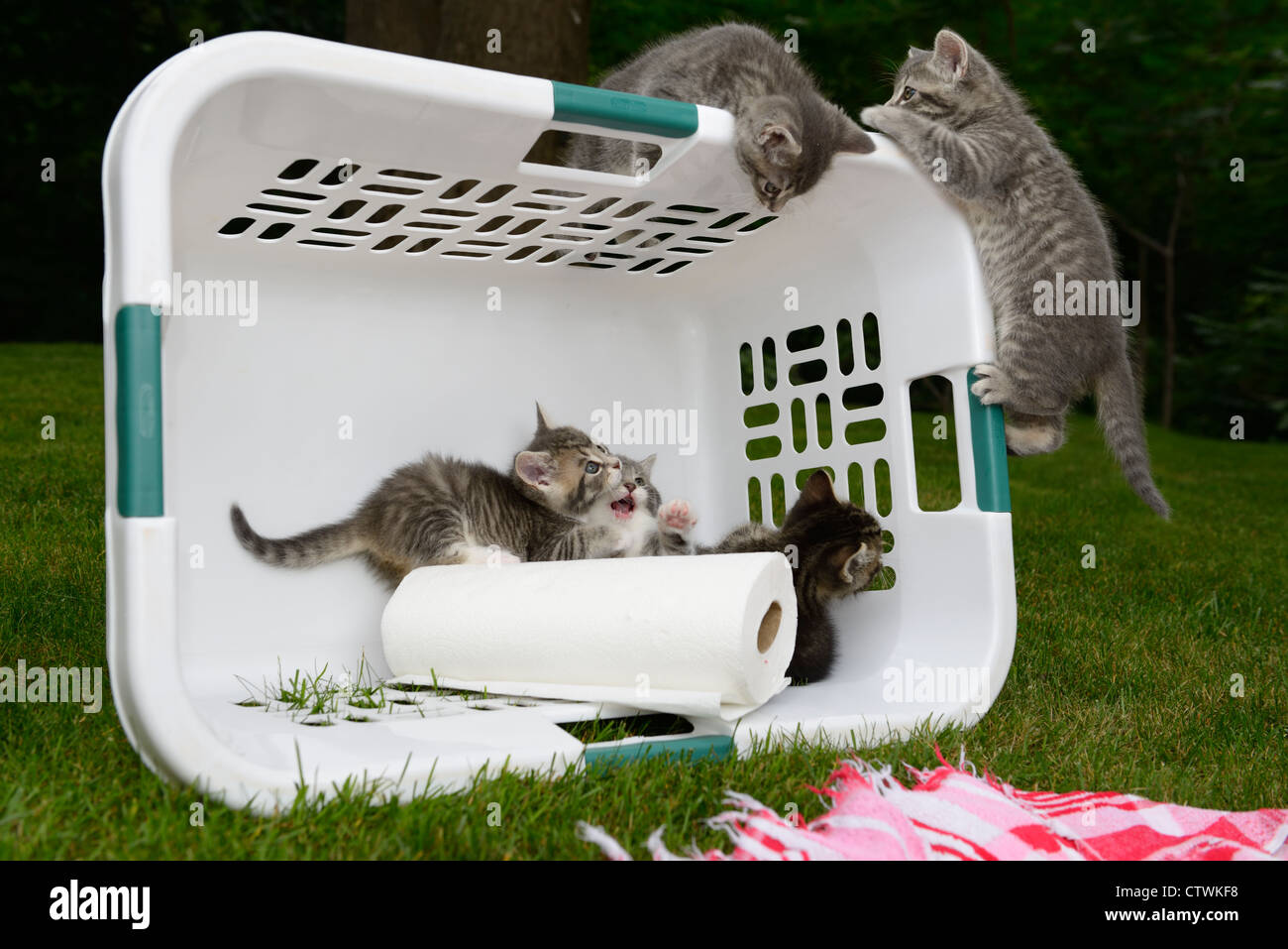 Cinque tabby gattini giocando in una cesta per biancheria con un tovagliolo di carta all'aperto su un prato Foto Stock