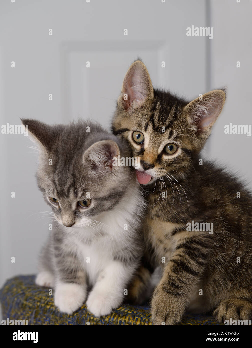 Maschio carino gattino con la lingua di fuori che lambisce la sorella faccia cat Foto Stock
