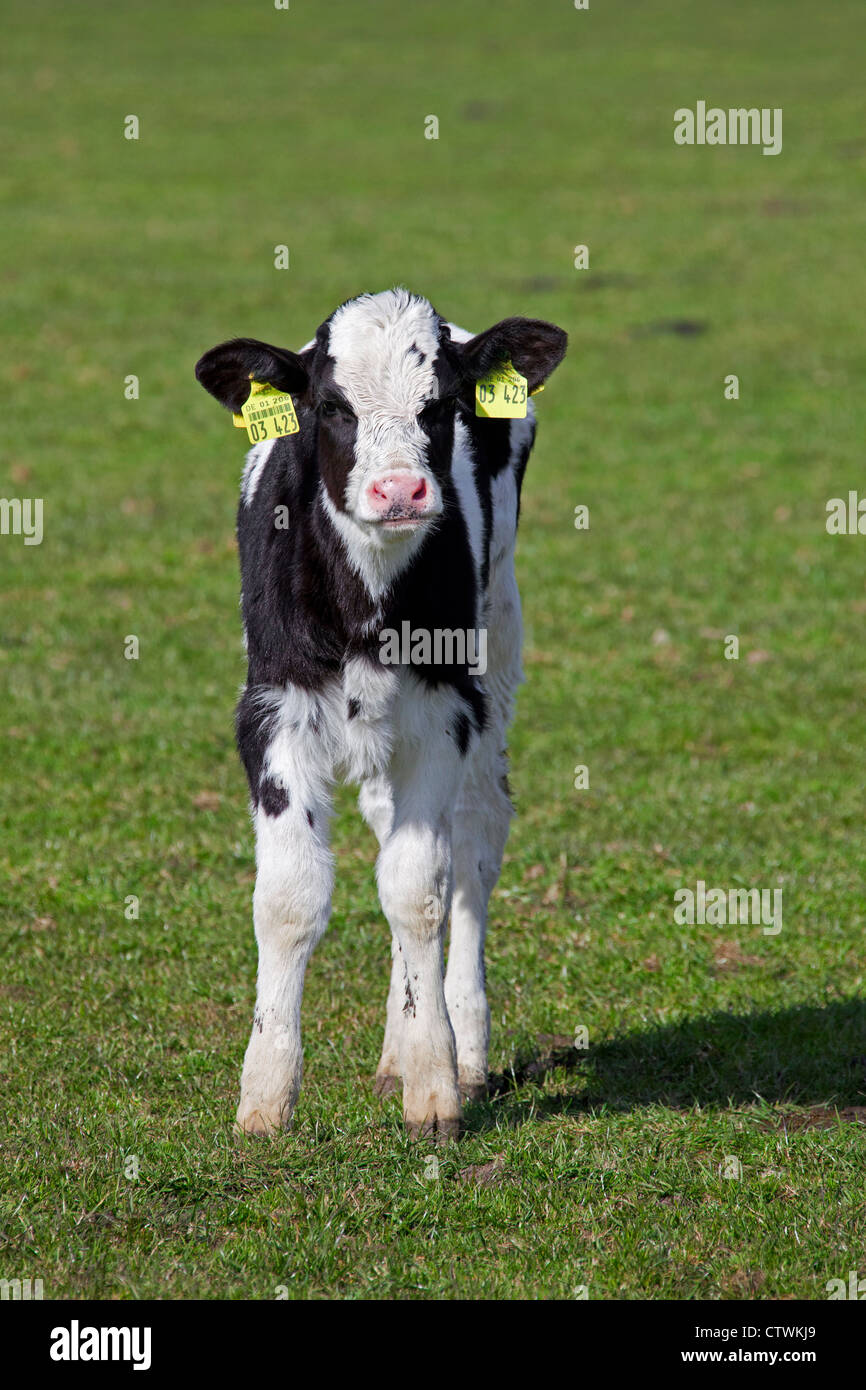 Polpaccio (Bos taurus) da latte di mucca contrassegnati in giallo di marchi auricolari in entrambe le orecchie in campo, Germania Foto Stock