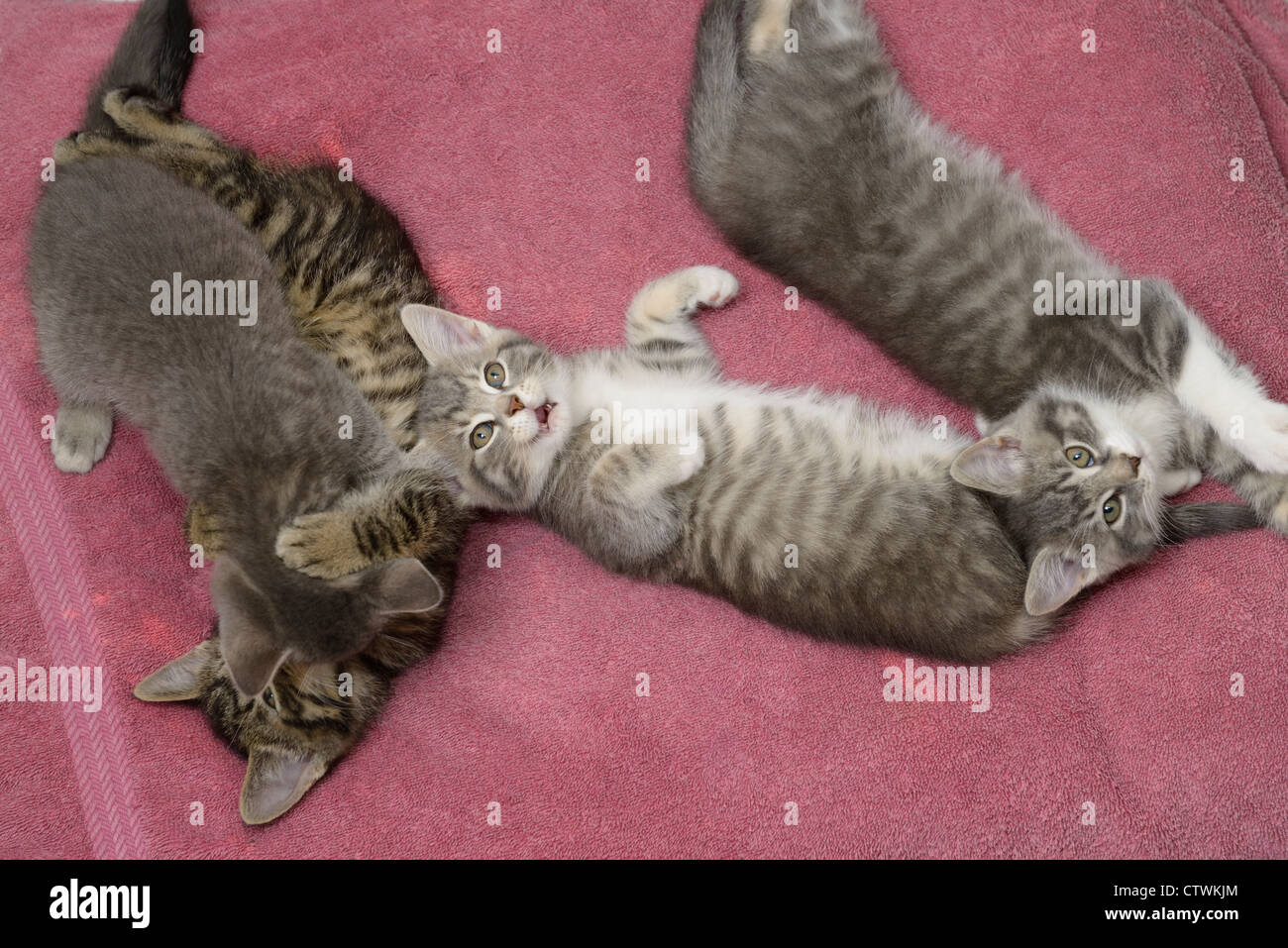 Quattro simpatici grigio tabby gattini giacente su una rosa coperta distesa di oziare e toccando Foto Stock