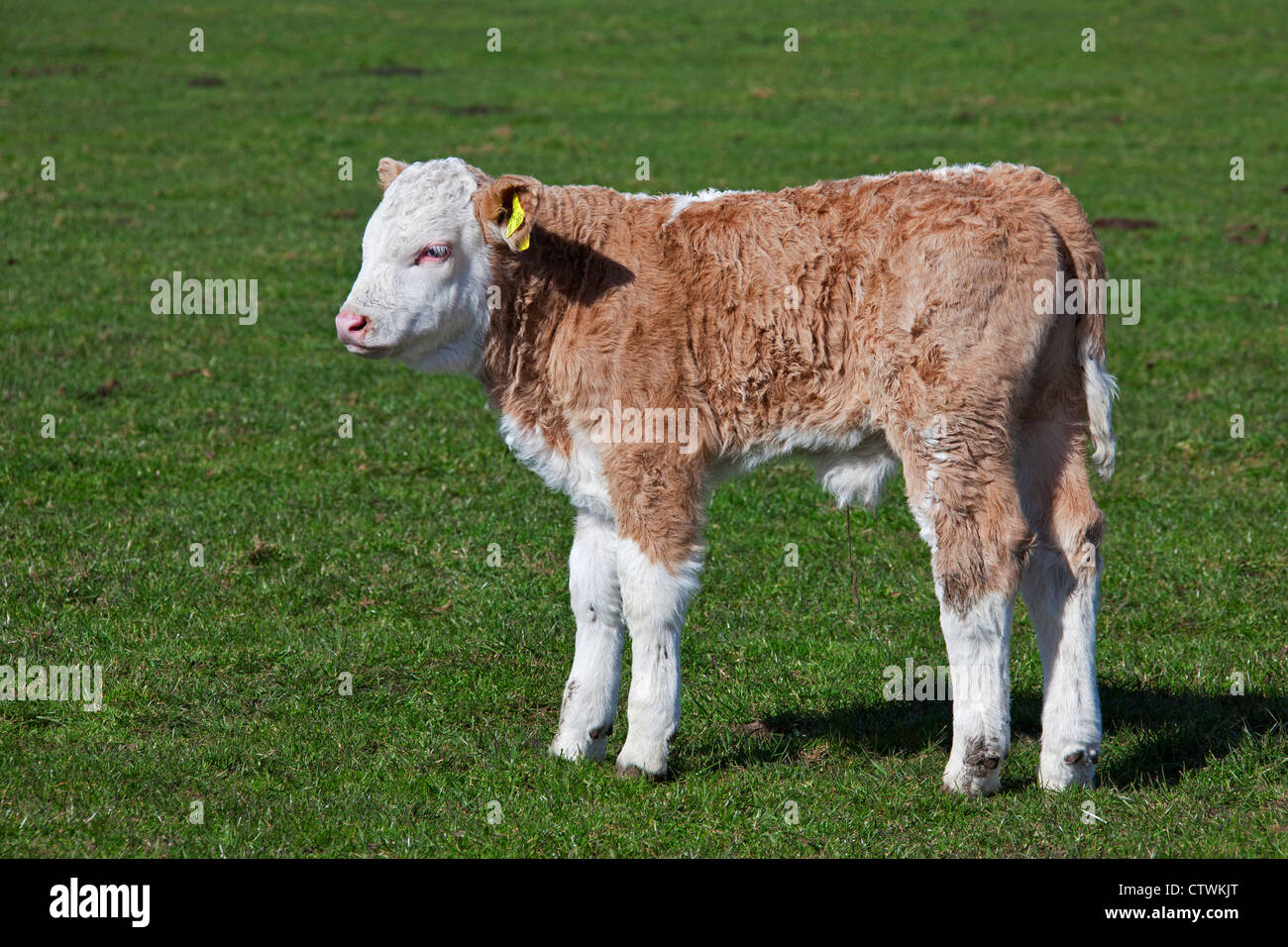 Polpaccio (Bos taurus) da domestico mucca contrassegnati in giallo di marchi auricolari in entrambe le orecchie in campo, Germania Foto Stock