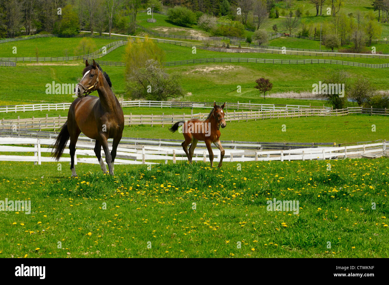 Settimana vecchio puledro maschio con la madre horse running libero in un paddock in primavera schomberg ontario Foto Stock