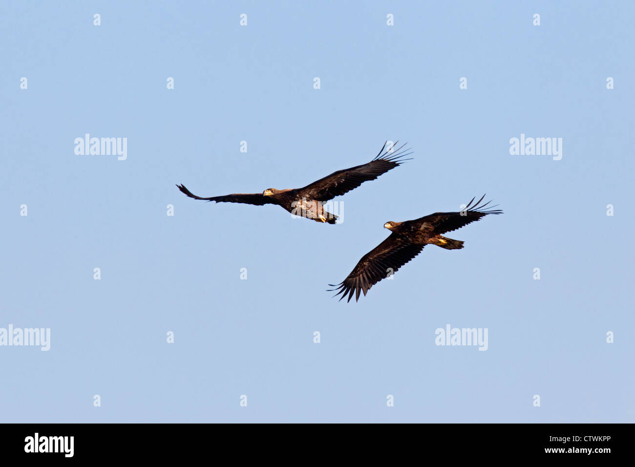 Due bambini bianco-tailed eagles (Haliaeetus albicilla) in volo in inverno, Germania Foto Stock
