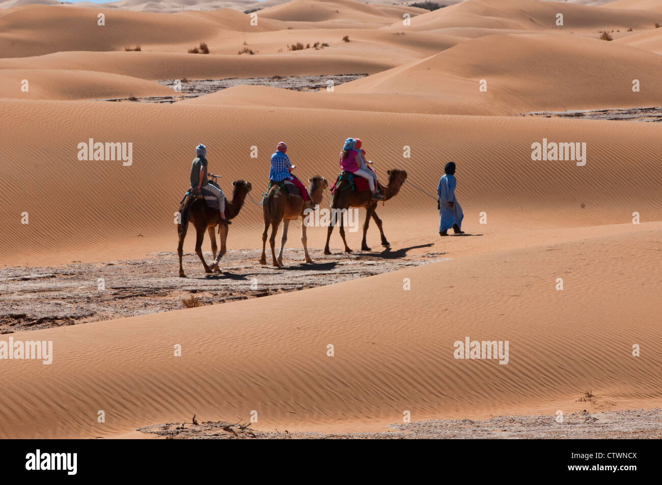 Passeggiate a dorso di cammello nel deserto del Sahara presso Erg Chigaga, Marocco Foto Stock