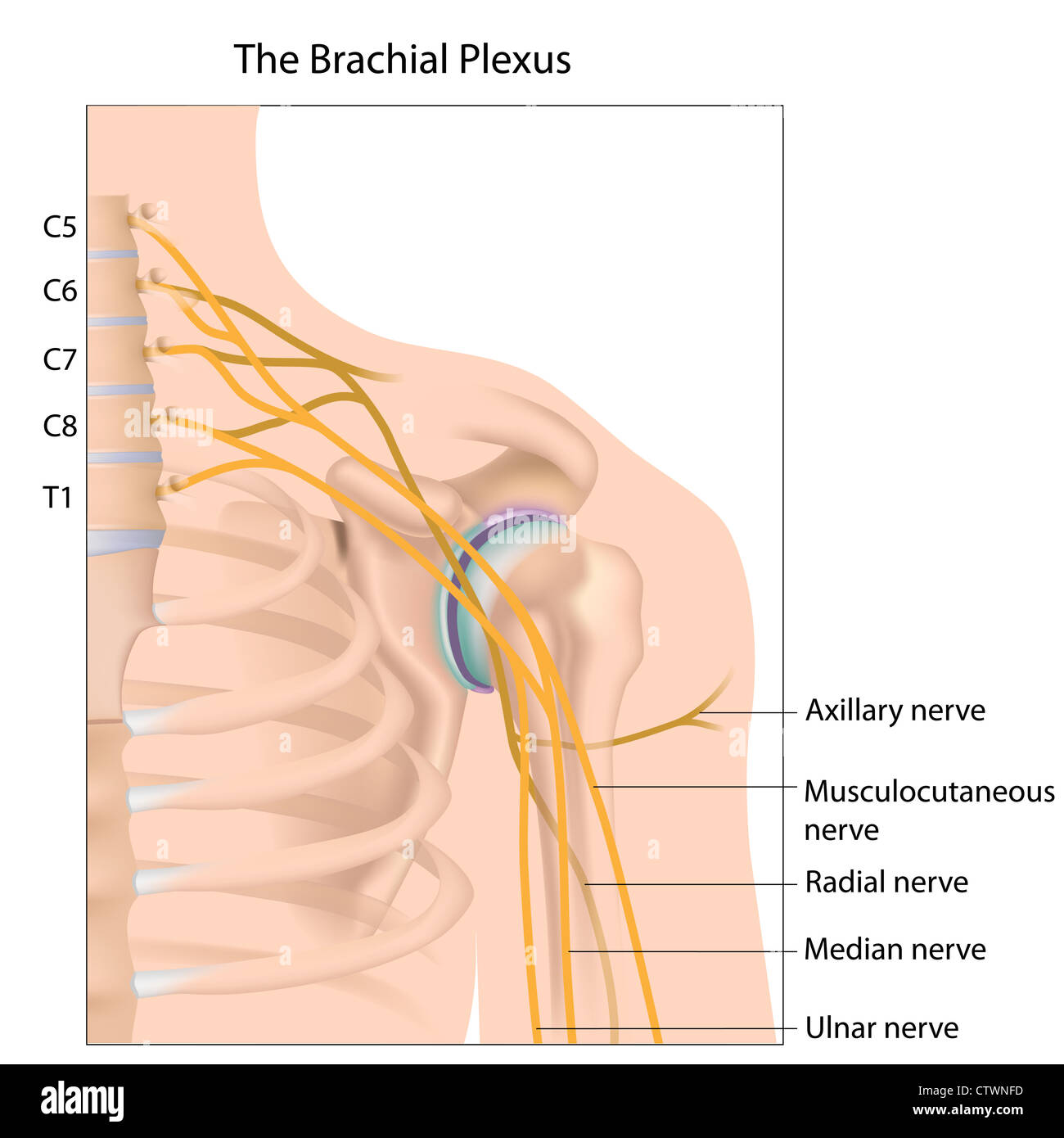 Plesso brachiale rete nervosa Foto Stock