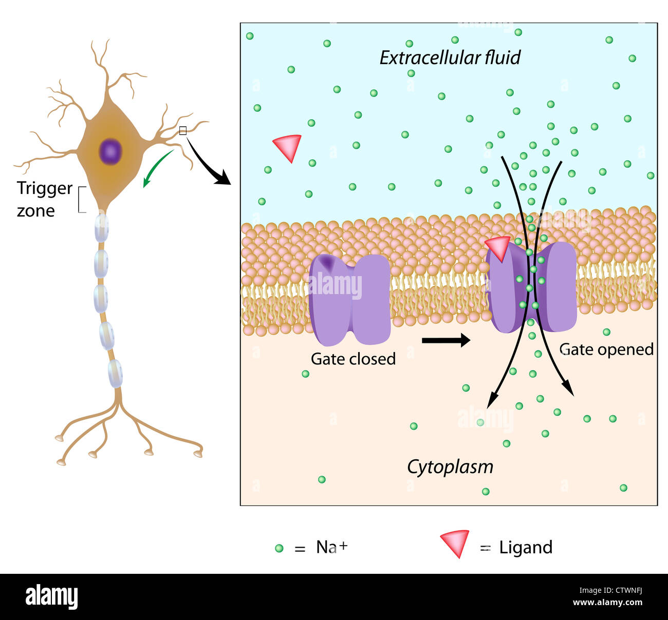 Neurone stimolata da una sostanza chimica, il potenziale locale generato in corrispondenza della membrana del plasma Foto Stock