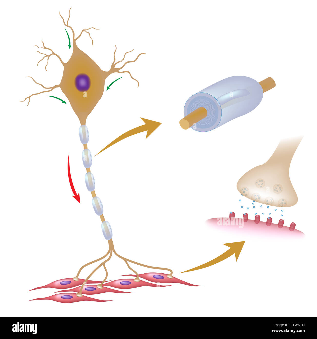 Neurone motore con i dettagli di mielina e Synapse Foto Stock