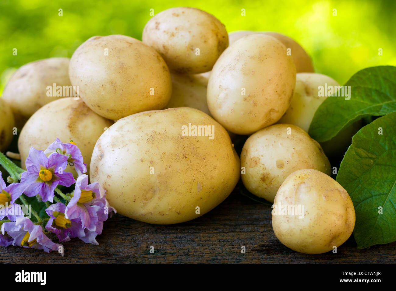 Patate di primizia, fresche e gustose. Foto Stock