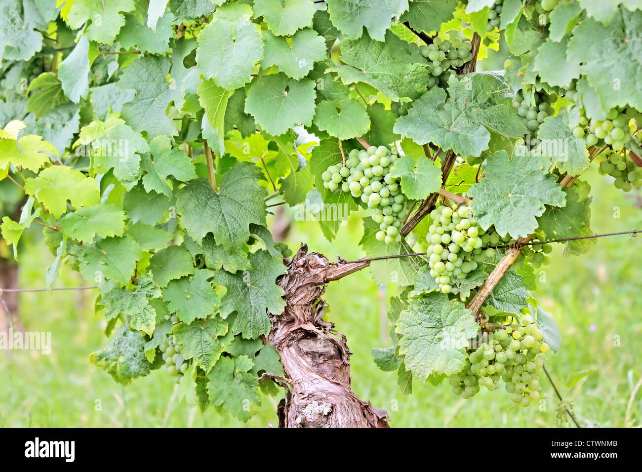 Verde uva da vino in estate nelle zone di Rheingau, Hesse, Germania Foto Stock