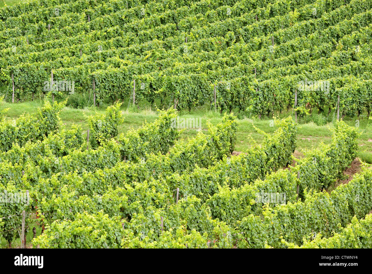 Verde vigneto in estate nelle zone di Rheingau, Hesse, Germania Foto Stock
