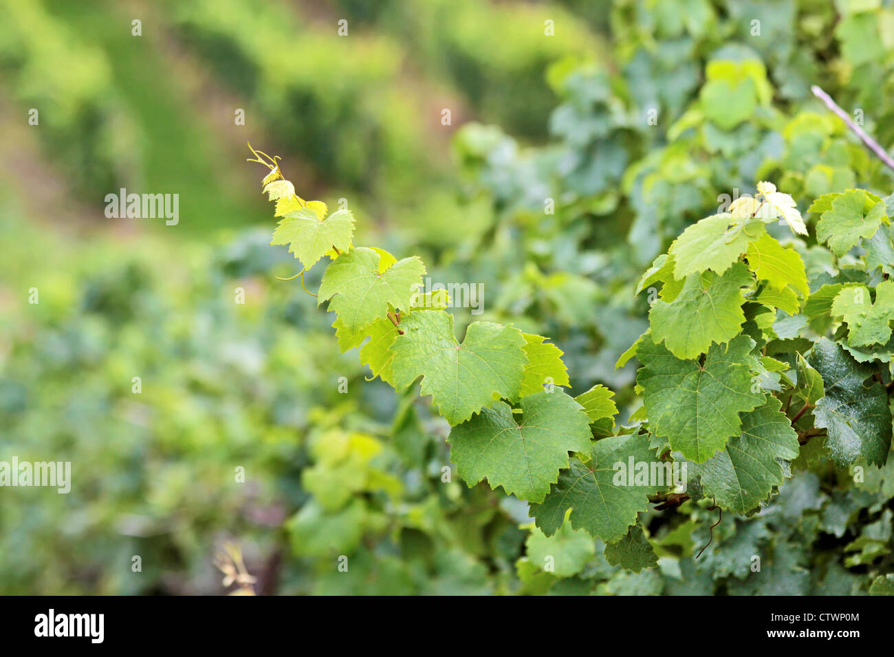 Verde uva da vino in estate nelle zone di Rheingau, Hesse, Germania Foto Stock