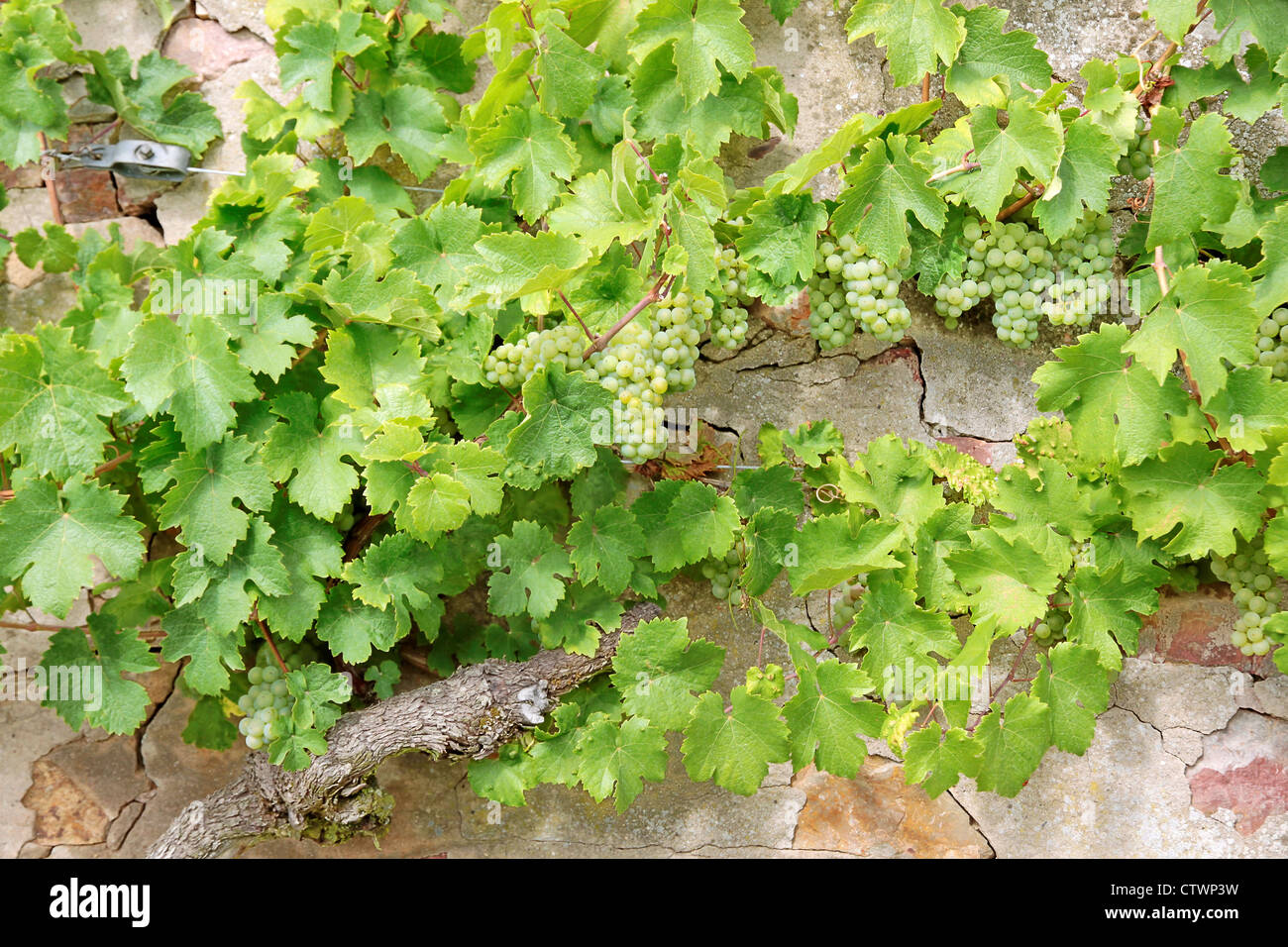 Green vitigni in estate nelle zone di Rheingau, Hesse, Germania Foto Stock
