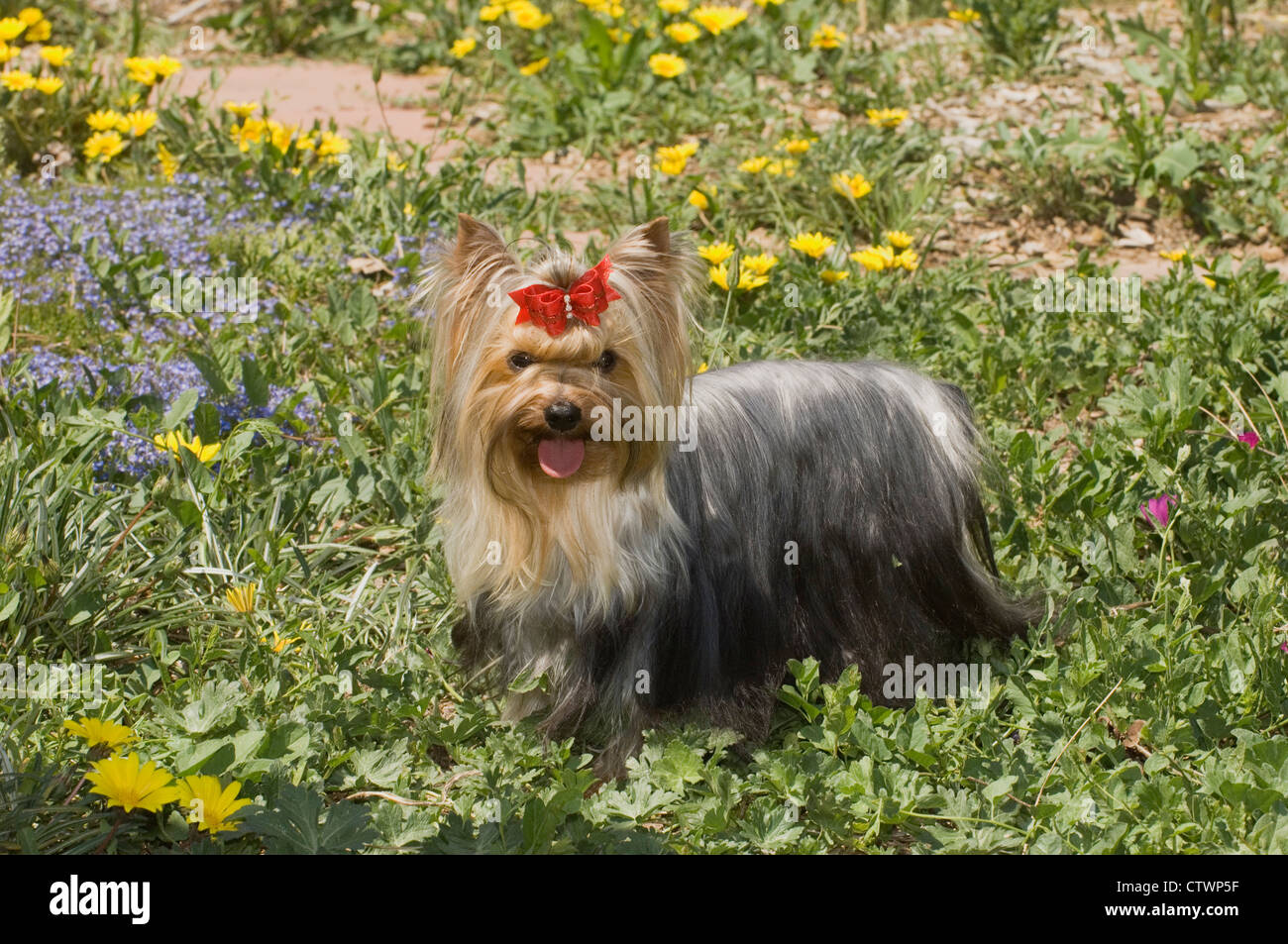 Yorkshire Terrier in piedi di fiori Foto Stock