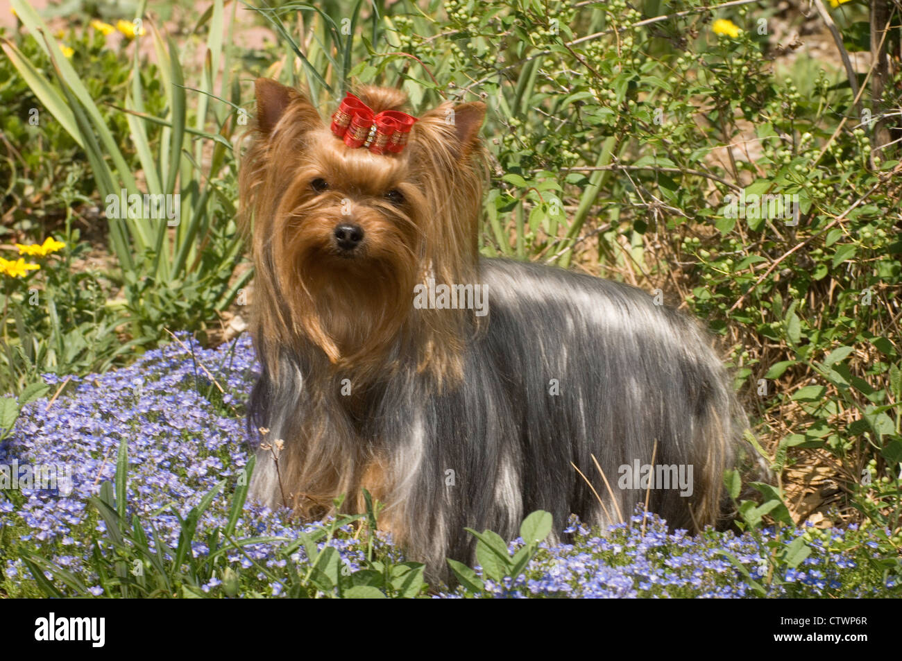 Yorkshire Terrier in piedi di fiori Foto Stock