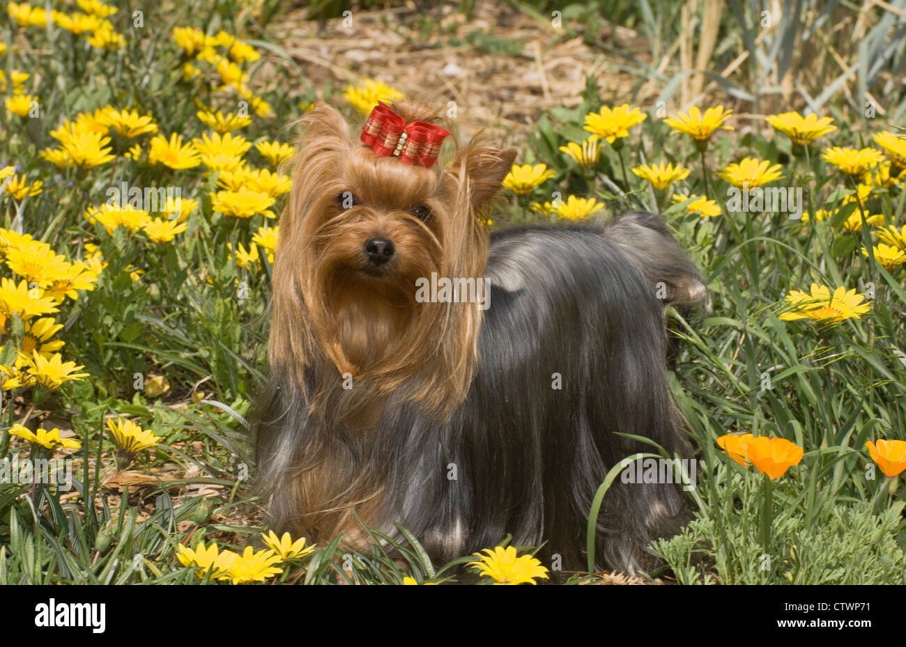 Yorkshire Terrier in piedi di fiori Foto Stock
