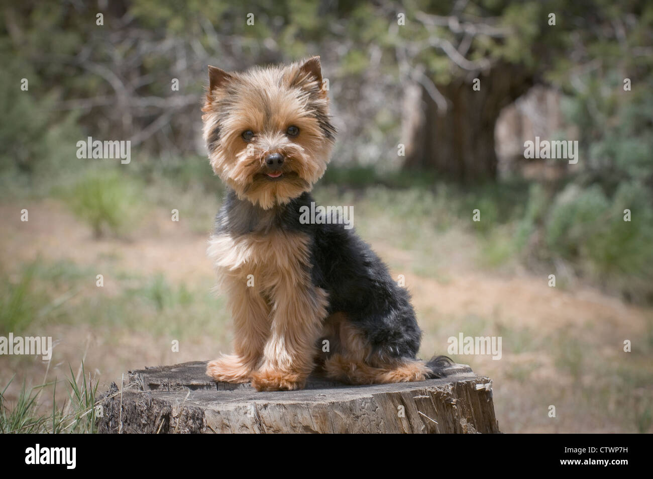 Yorkshire terrier seduto sul moncone Foto Stock