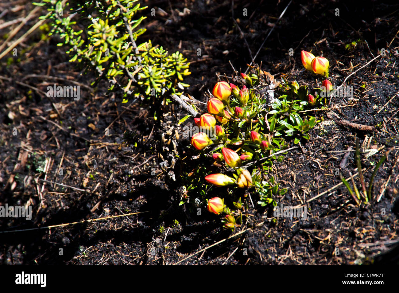 La flora del Parque Cajas, Ecuador. Foto Stock