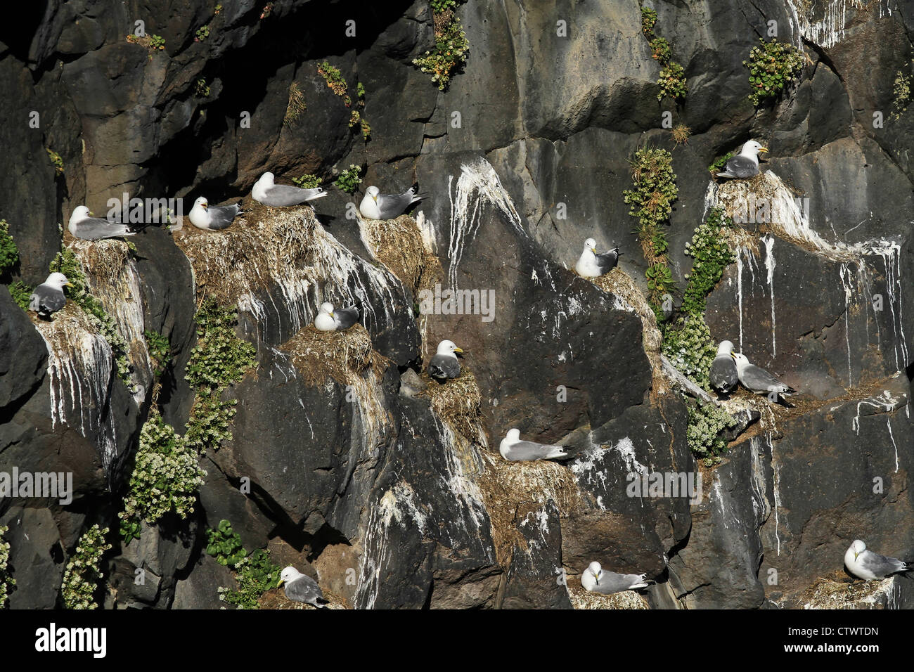 Una colonia di nero zampe (Kittiwake Rissa tridactyla) sulla scogliera. Fotografato in Islanda, s Foto Stock