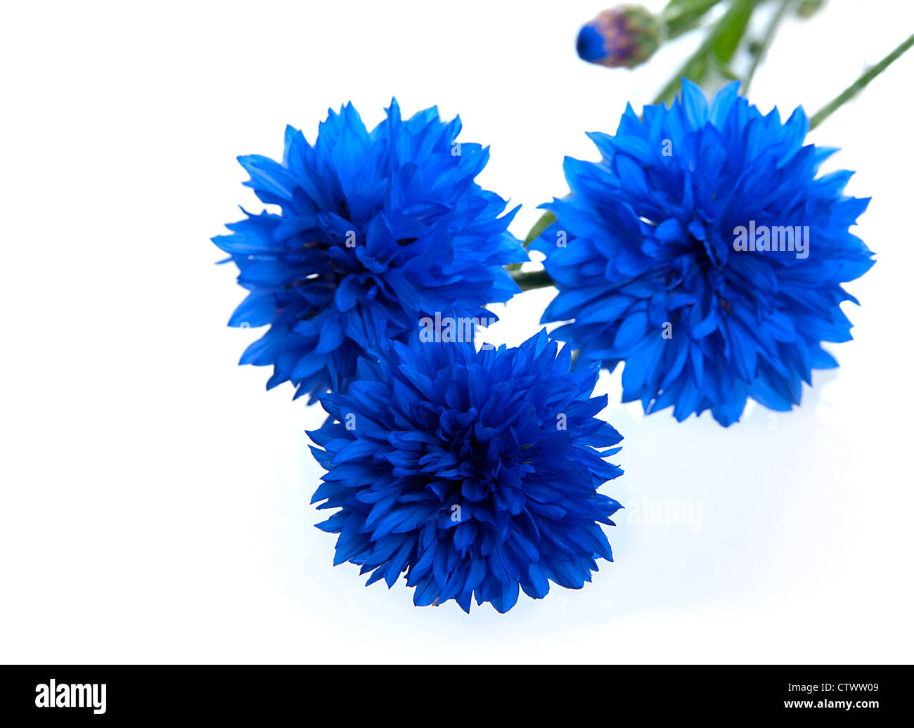 Blu fiordaliso Fiore (Centaurea cyanus), isolati su sfondo bianco Foto  stock - Alamy