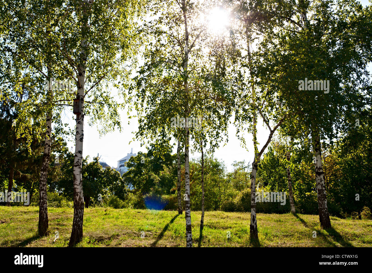 La Betulla alberi in un parco in estate sotto il sole brillante. Parcheggiare la vittoria. Odessa. L'Ucraina. Foto Stock