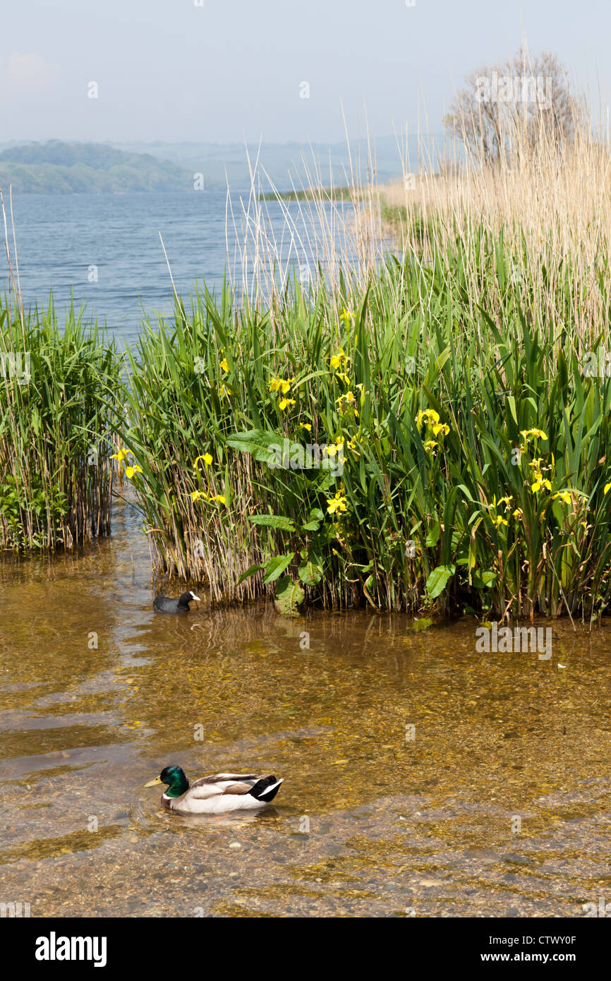 Slapton Ley, il più grande lago naturale di acqua dolce nel Sud Ovest dell'Inghilterra, vicino Torcross, Devon. Il sito è un NNR e un SSSI. Foto Stock