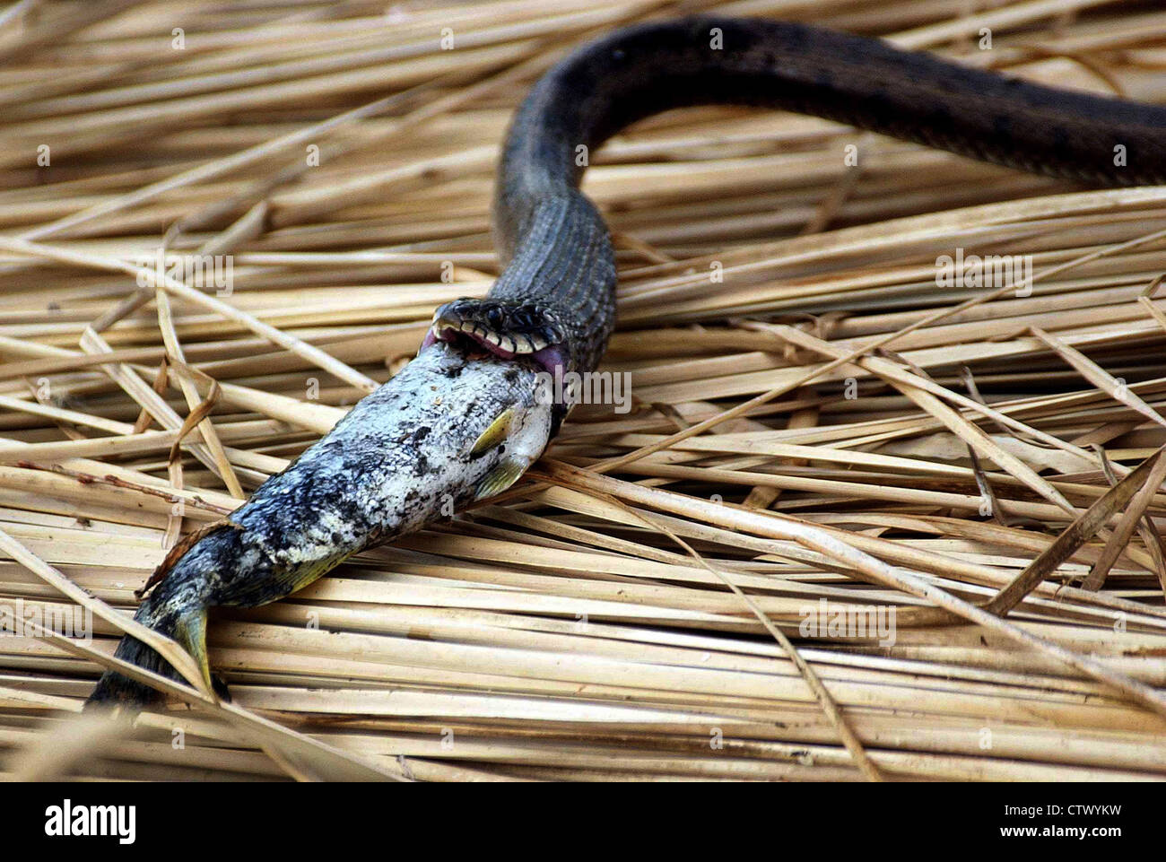 Serpente Mangiare un pesce, Eber Lago Afyon Turchia Foto Stock