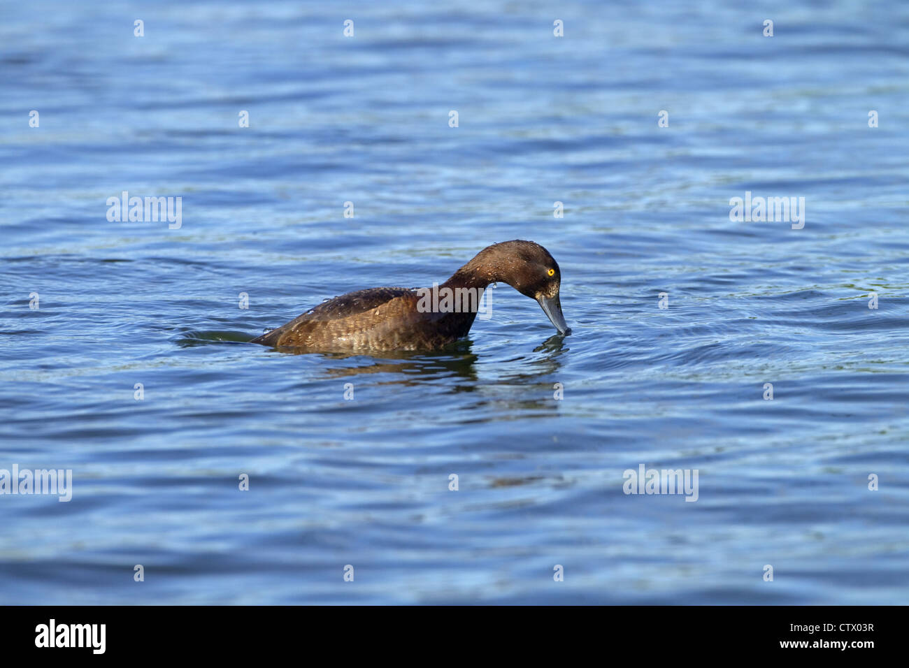 Moretta Aythya fuligula immersioni femmina Foto Stock