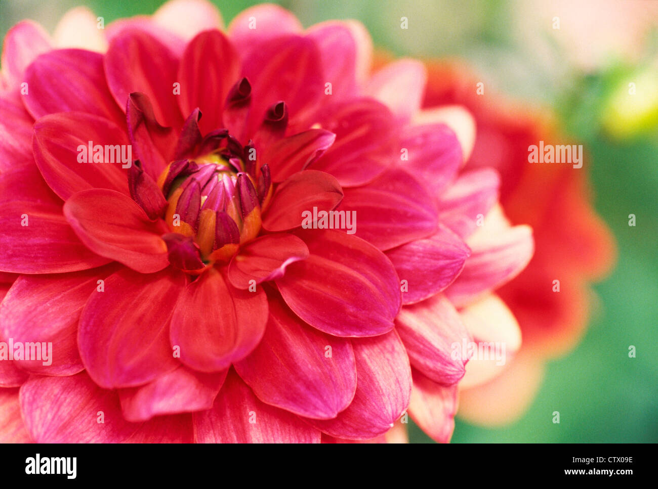 Un close-up di un Fiore Dahlia. Foto Stock