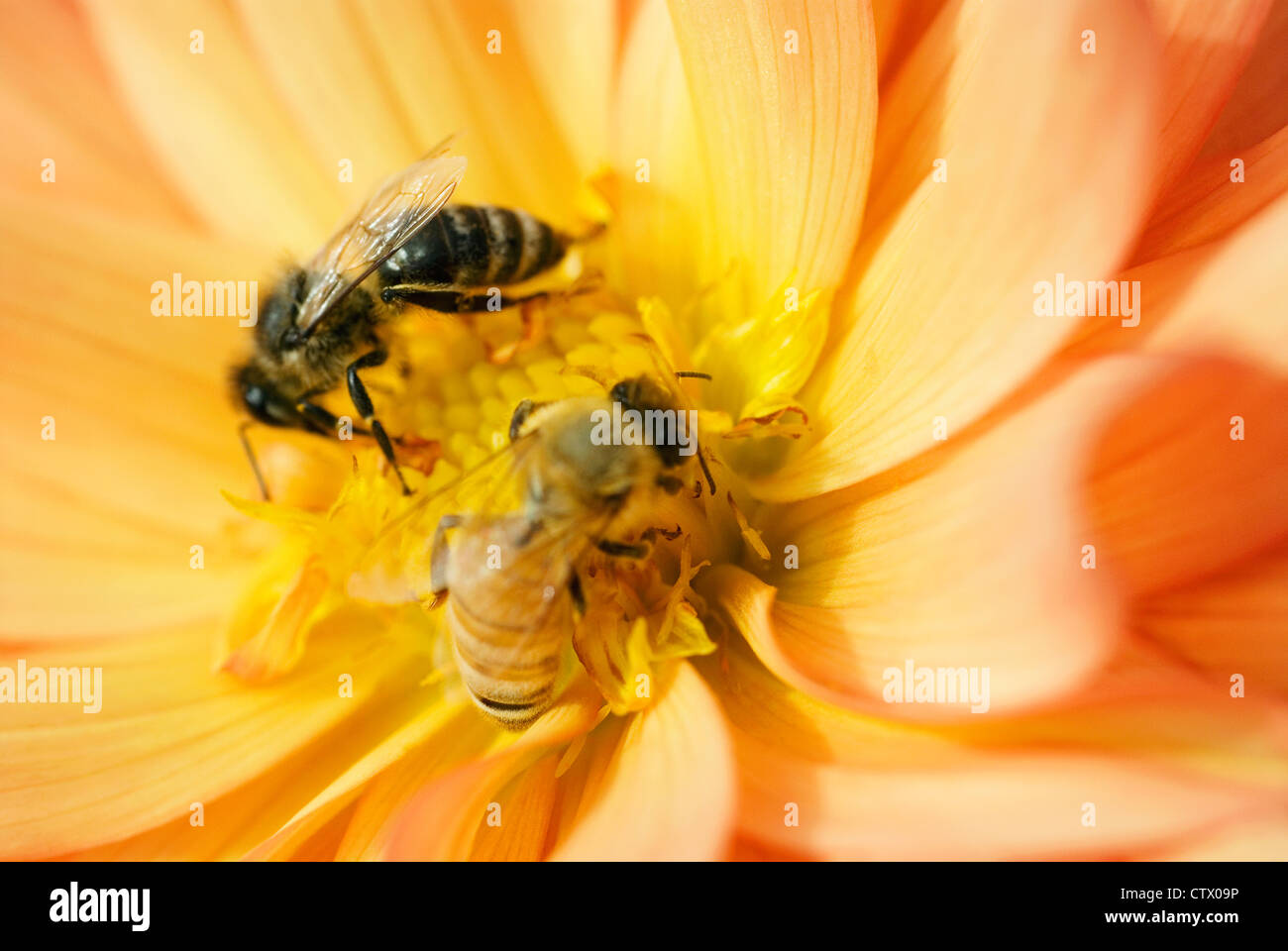 Due api per raccogliere il polline in una dalia. Foto Stock
