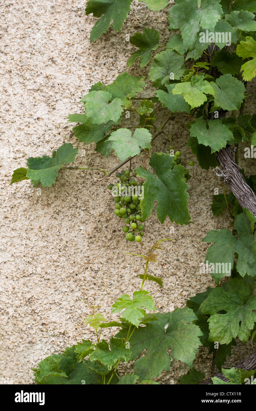 Vitis vinifera crescente contro una parete che mostra segni di oidio. Foto Stock