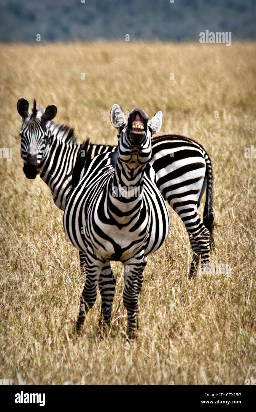 Gravidanza La Burchell zebra, Equus quagga, snickering, il Masai Mara riserva nazionale, Kenya, Africa Foto Stock