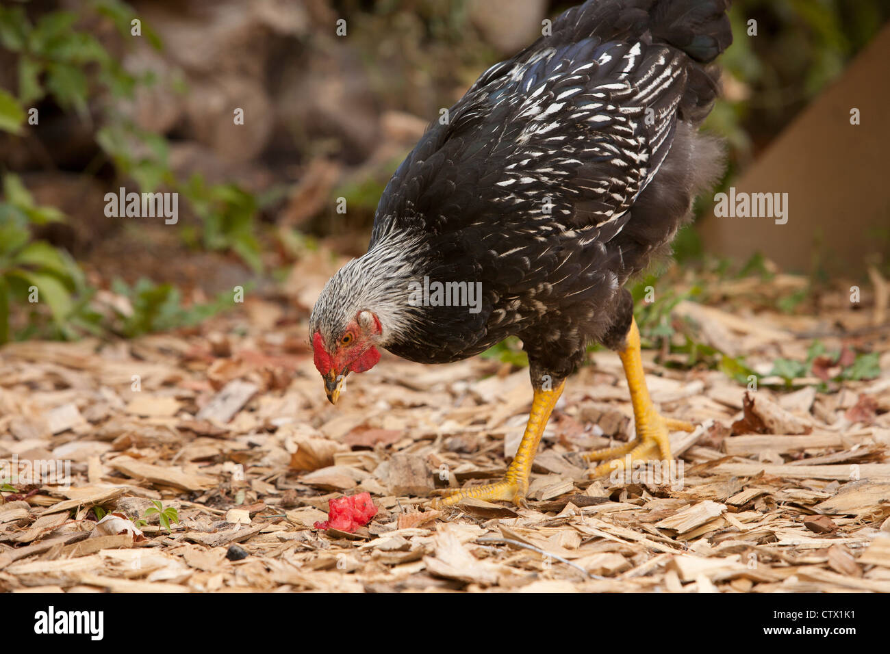 Un intervallo libero argento cucita Wyandotte rooster mangiando anguria, becchettare e graffi intorno a. Foto Stock