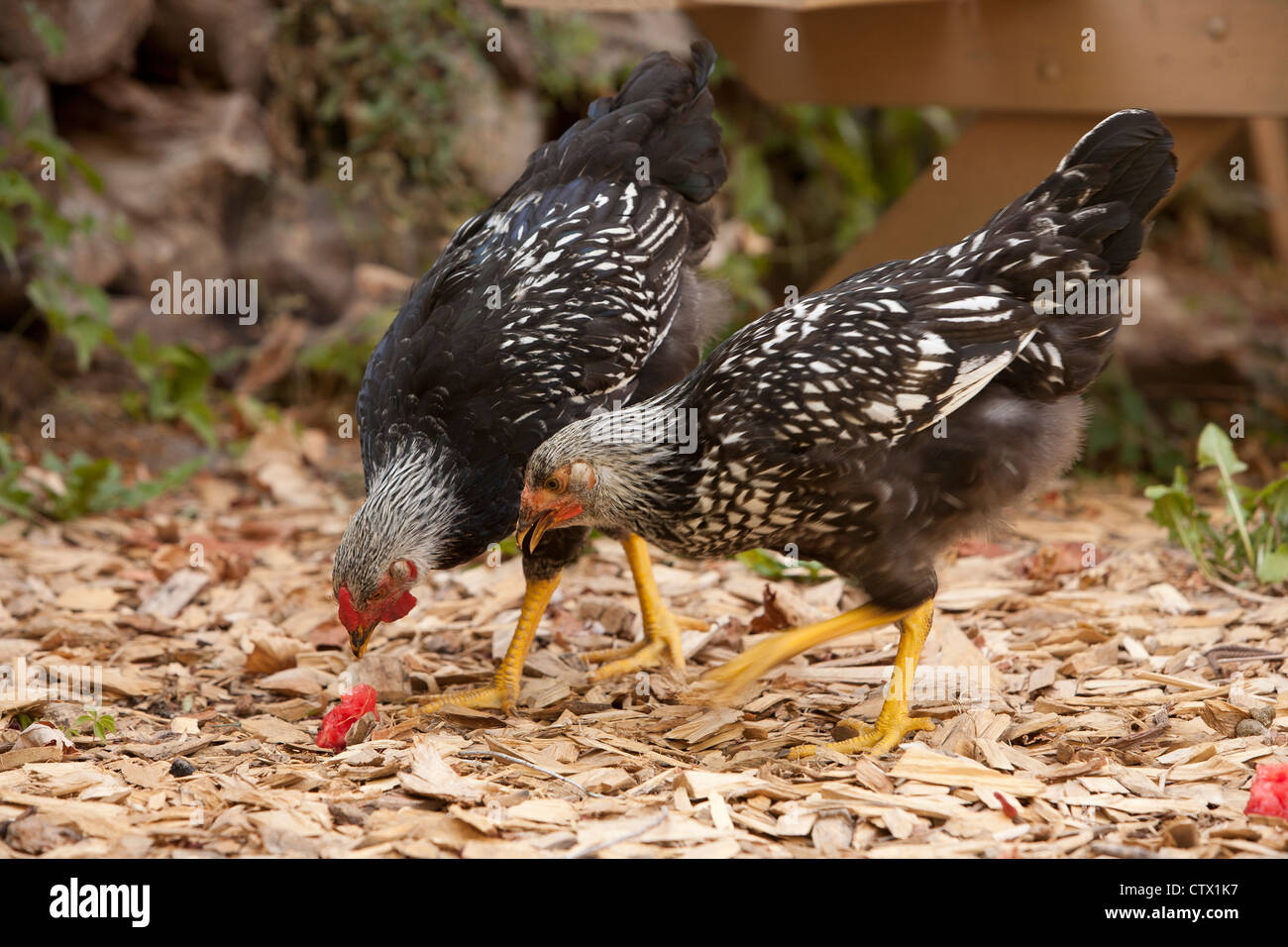 Free range argento Wyandotte cucita del Gallo e gallina mangiando anguria, becchettare e graffi intorno a. Foto Stock