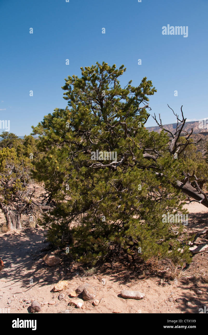 USA Utah, alberi di pinon pine e Utah juniper a Escalante in foresta pietrificata del parco statale. Foto Stock