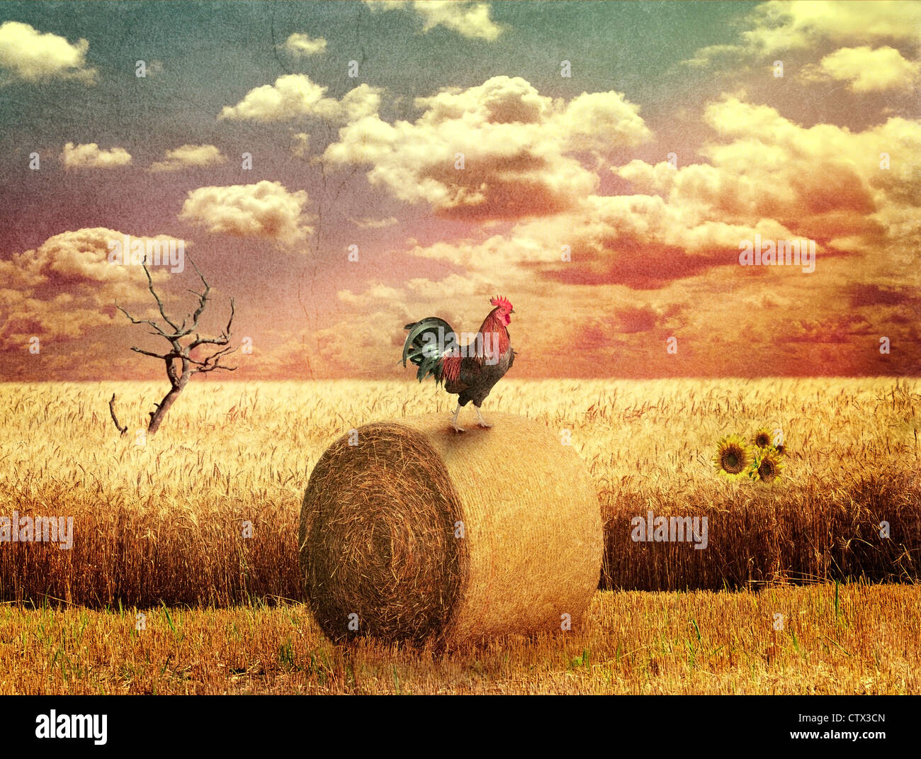 Grunge paesaggio di campagna con campo di grano Foto Stock