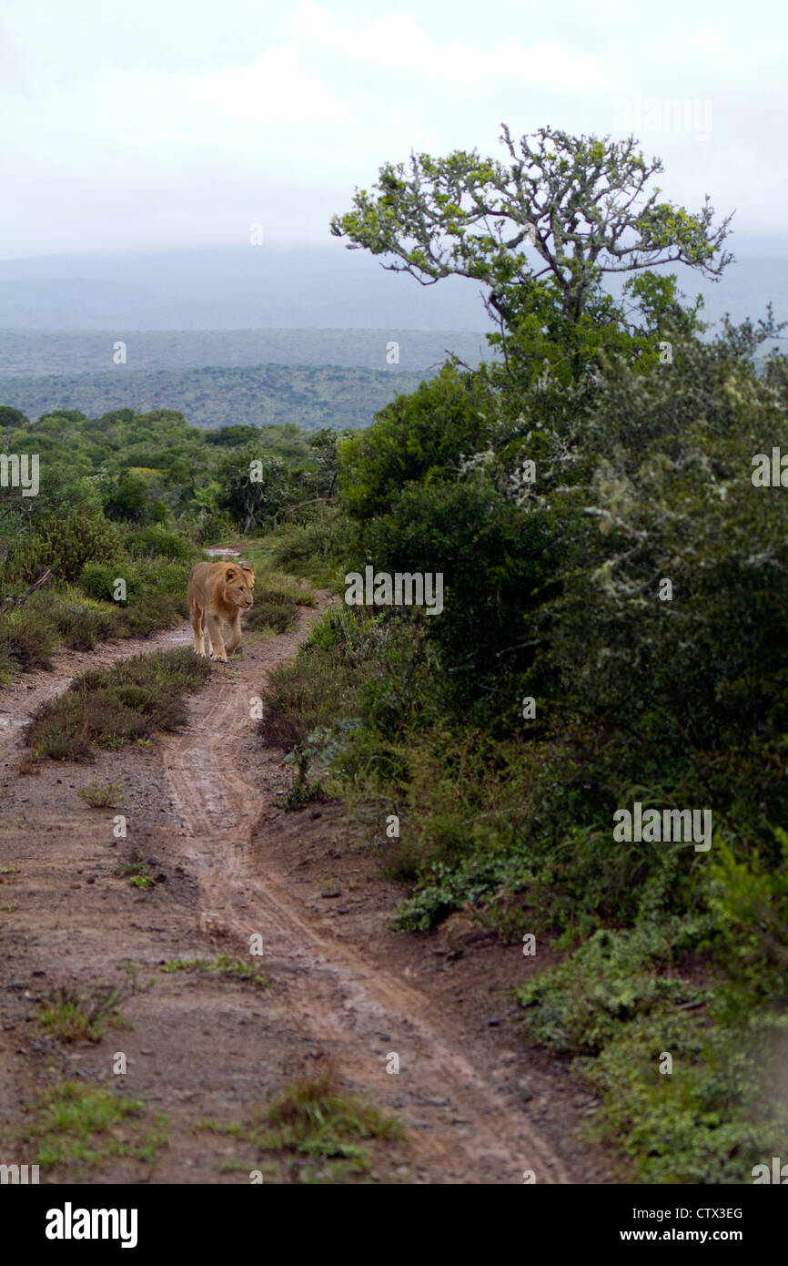 Giovane maschio lion jeep seguenti brani del Capo orientale, Sud Africa Foto Stock