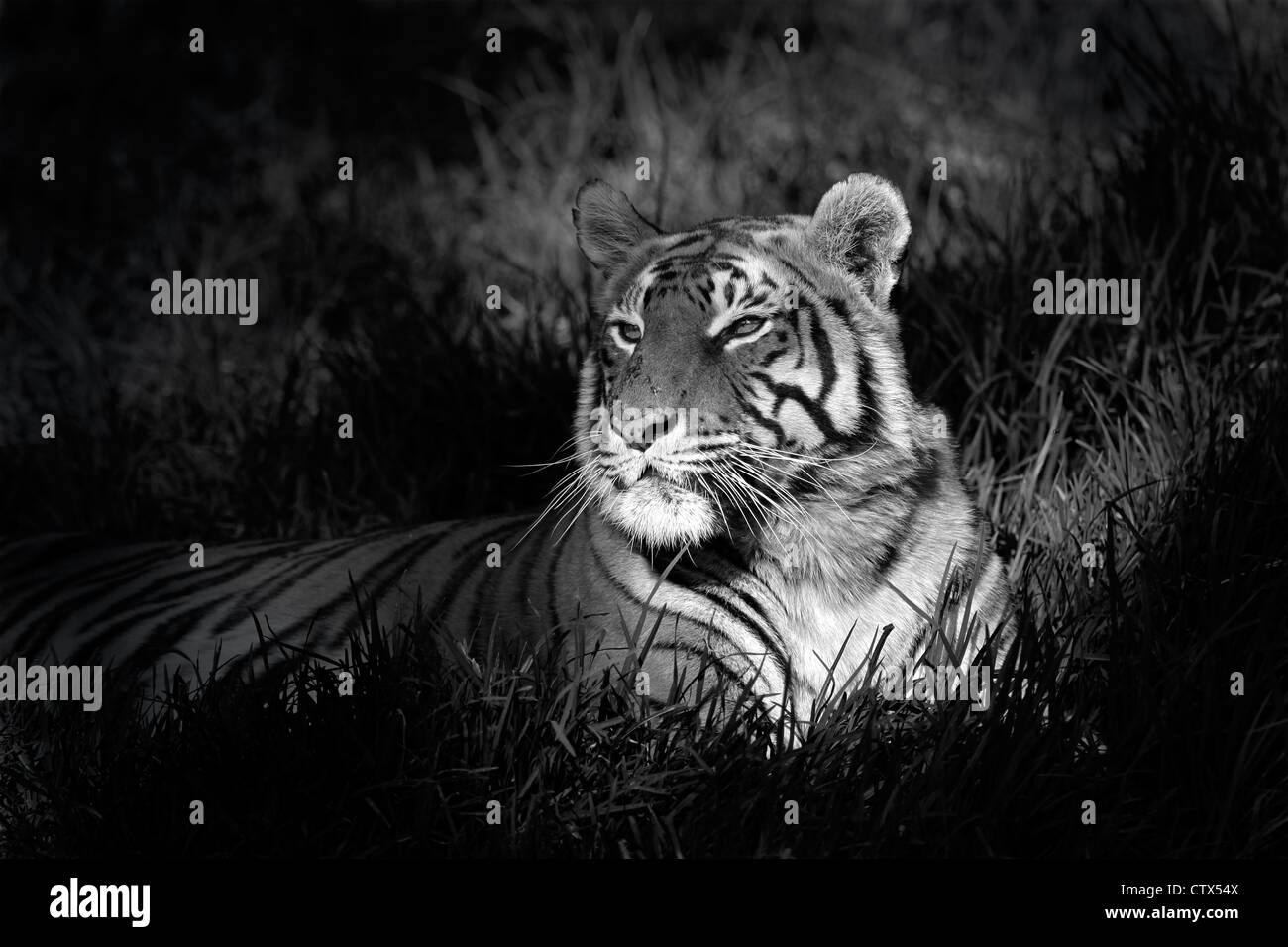 Immagine monocromatica di una tigre del Bengala (Panthera tigris bengalensis) posa in erba Foto Stock