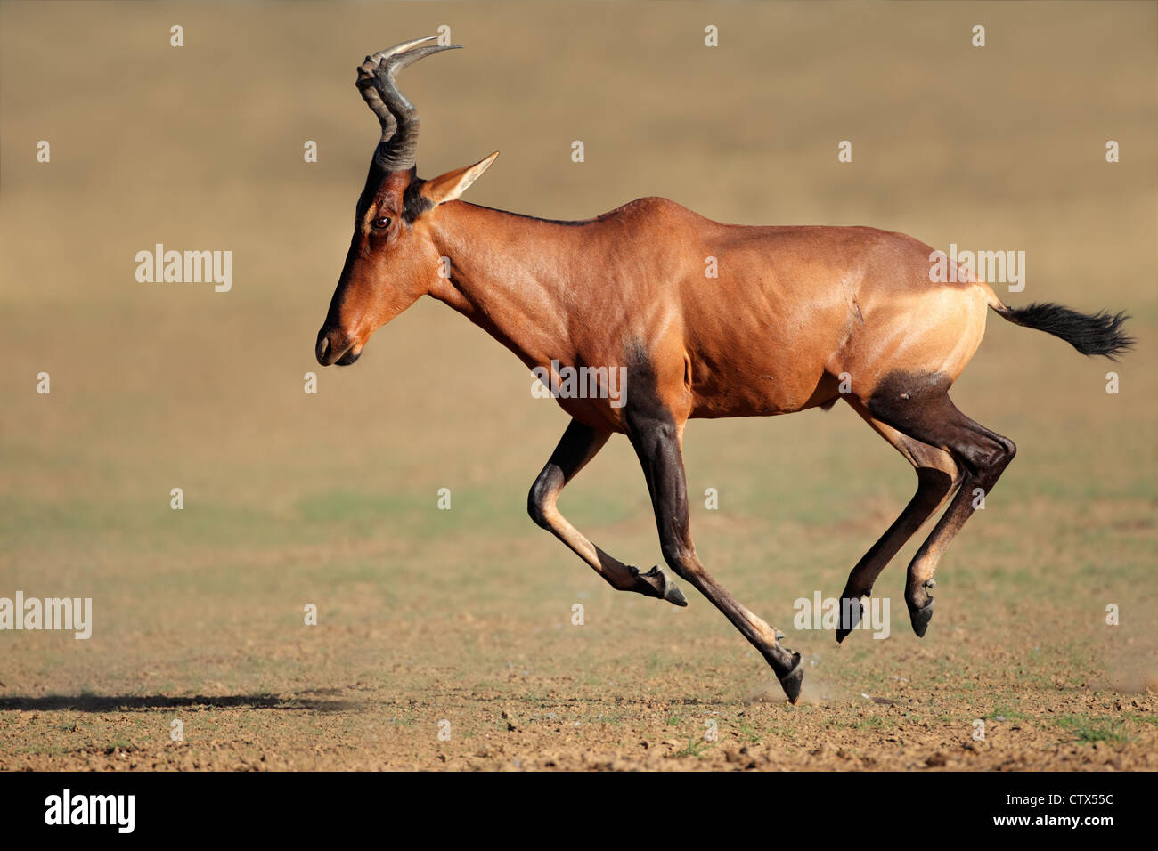 Red hartebeest (Alcelaphus buselaphus) acceso, deserto Kalahari, Sud Africa Foto Stock