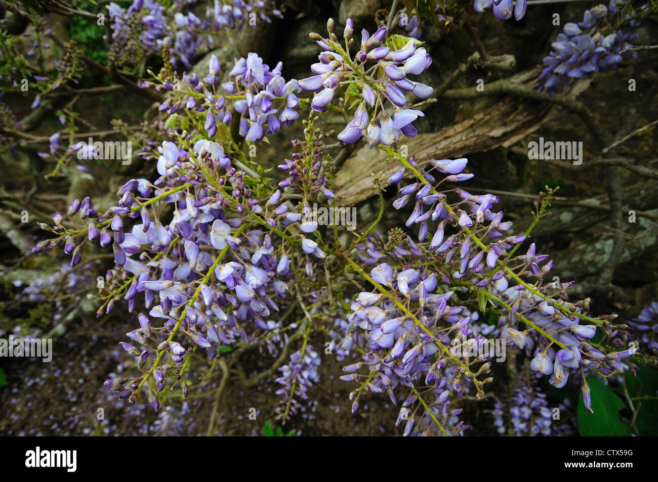 Il Glicine, un arbusto orientale REGNO UNITO Foto Stock