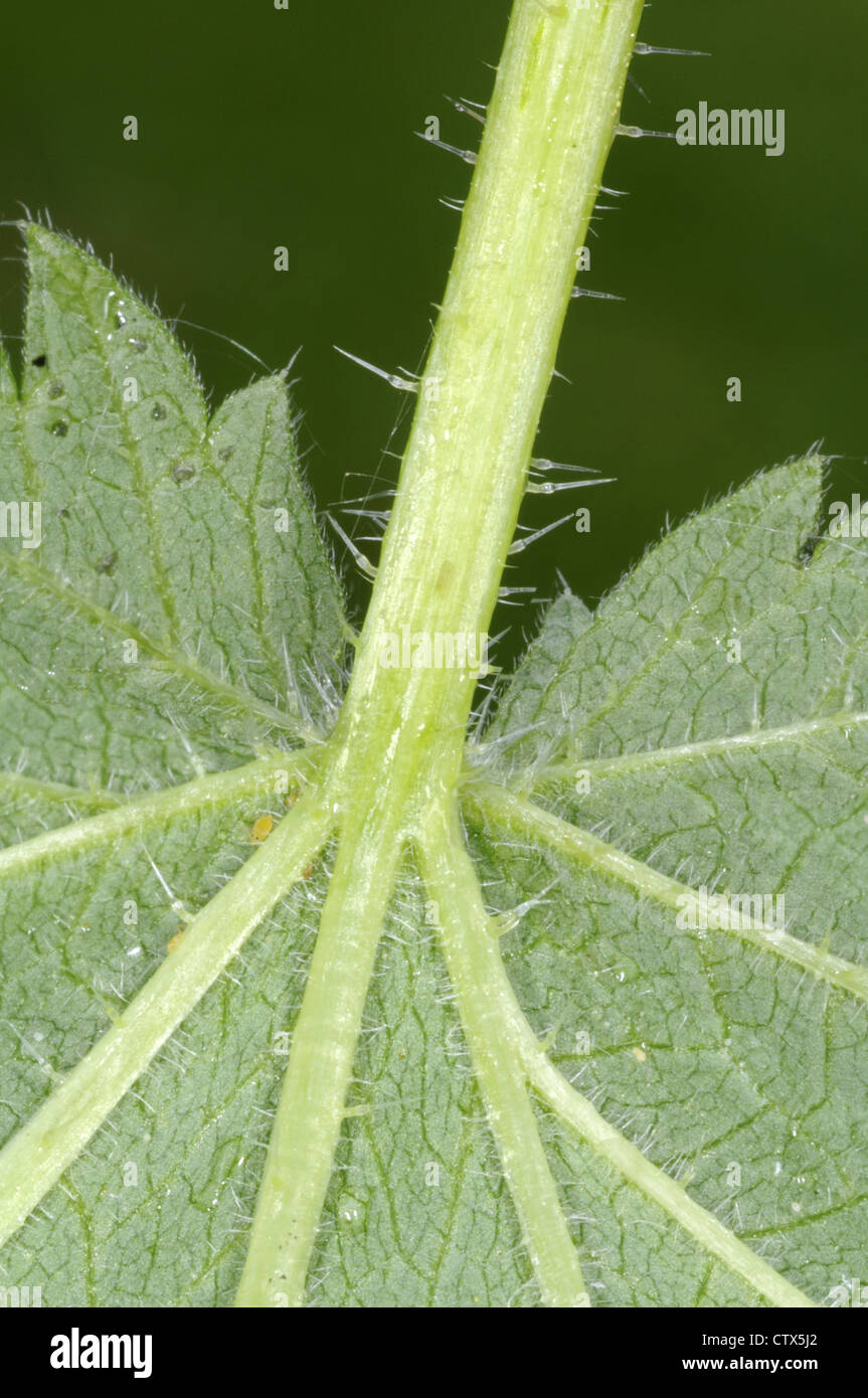 Comune di ortica Urtica dioica (Urticacae) Foto Stock