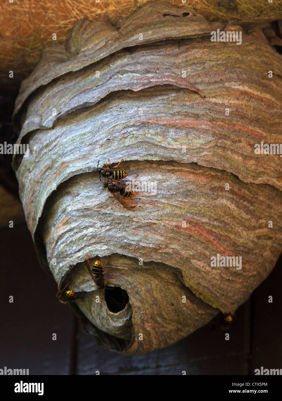 Nido di vespe, cameriera, vespe, mashie di carta nel terreno, nei vuoti del tetto, nelle cavità delle pareti, alberi cavi, appesi in alberi, cespugli. Costruiti, lavoratori Foto Stock