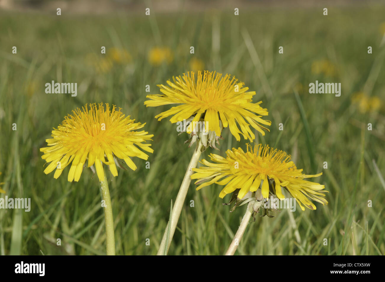 Piante spontanee: Taraxacum officinale Weber - Rivista di Agraria.org